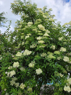 Die wei&szlig;en Bl&uuml;ten des Holunder Sambucus Strauch