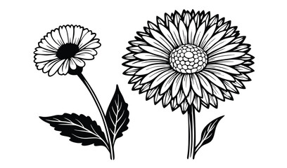 Black and white floral illustration two flowers