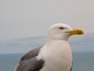 Seagull close look portrait
