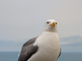 Seagull close look
