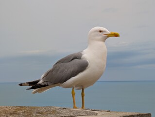 Seagull on a rock