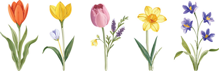 Obraz premium Set of wild and garden flowers. Hand drawn Tulip, daffodil, crocus, muscari, snowdrop flower blooming season. Suitable for greeting card, invitation, poster, banner