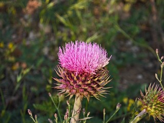 purple thistle flower