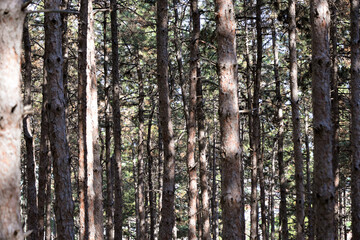 tree trunks pine forest natural material background texture