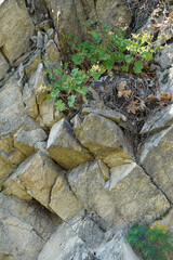 stone masonry wall natural material gray background texture