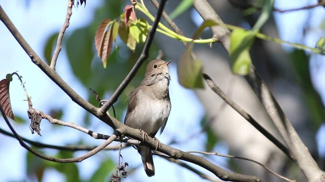 Thrush Nightingale, Luscinia luscinia. A bird sits on a branch and sings