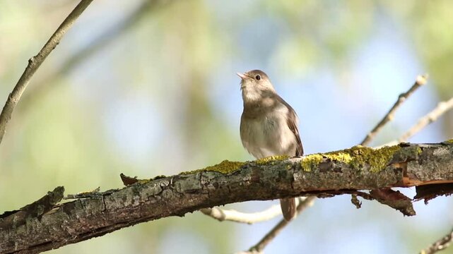 Thrush Nightingale, Luscinia luscinia. A bird sits on a branch and sings, beautiful background