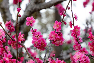 Closeup, delicate pink cherry blossoms in Kyoto, Japan.
