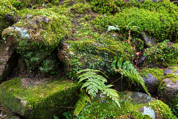 Ferns and Japanese moss growing on boulders in Yoshikien Garden in Nara, Japan.
