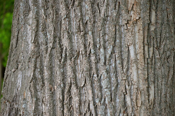 background texture tree bark natural material
