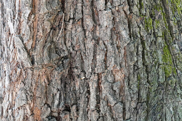 background texture tree bark natural material