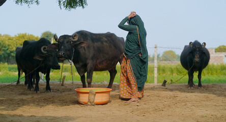 Indian middle age female lady standing with buffalo showing love feeling calm Asian villager woman...
