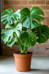 Obraz premium green plant in a pot