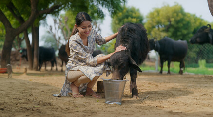 Indian young adult cute teen age woman lady gen z help her calf pet to drink water in steel bucket...