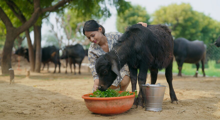 Indian young adult gen z woman lady sitting wear casual dress giving grass to calf Asian alone...