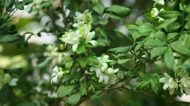 Fragrantful orange jessamine (Kamini) white flowers on the green tree. Close-up of wet white Madhu Kamini flowers in summer season
