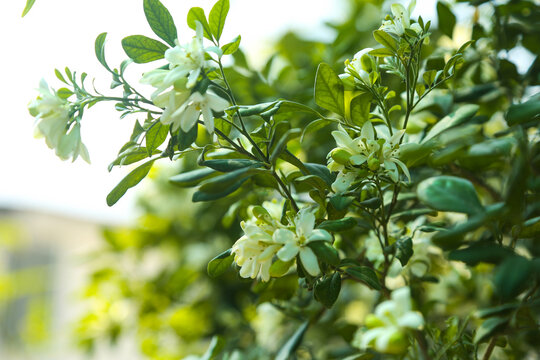 Fragrantful orange jessamine (Kamini) white flowers on the green tree. Close-up of wet white Madhu Kamini flowers in summer season
