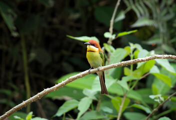 Chestnut-Headed Bee-Eater Perched on Branch in Natural Habitat