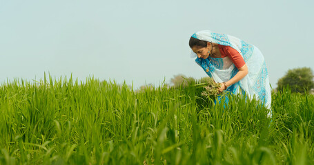 Indian young adult farmer woman lady working cleaning grass leaf outdoor Asian mom wear saree...