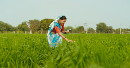 Indian gen x adult farmer woman lady wear saree standing outdoor farmland holding tab device...