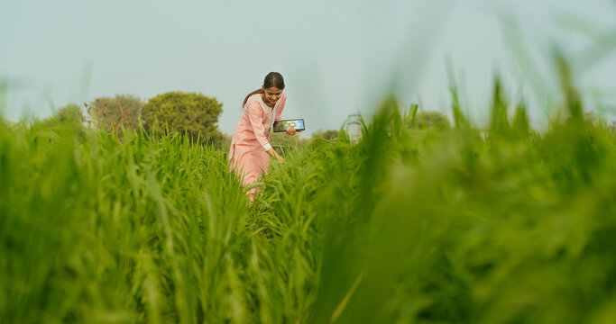 Indian young adult farmer woman lady wear casual dress desi life outdoor holding tablet device website looking screen. Asian smiling teen age girl use tab yield data outside work rural area day time