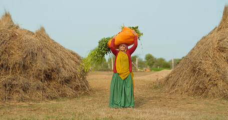 Indian gen x adult villager woman lady wear saree looking at camera carrying fresh green grass on...