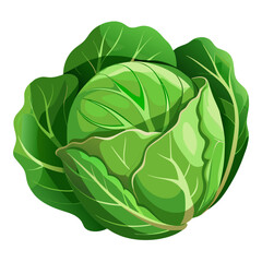 Cauliflower Isolated On White Background
