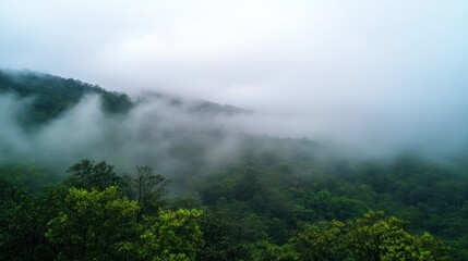 Misty Mountaintop: Enchanting Fog Envelops Lush Green Forest