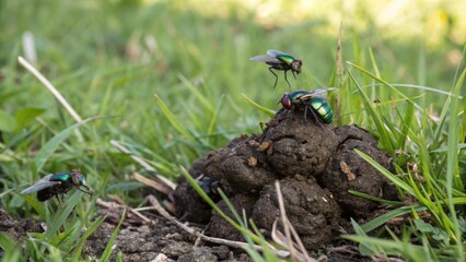 insects on animal waste