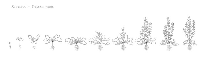 Rapeseed Growth Stages Illustration for Agribusiness. Hand sketch in pencil. Black and white.