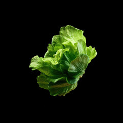 Fresh green lettuce isolated on black background