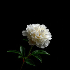 White peony on black background