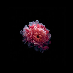 Pink flower blooming on black