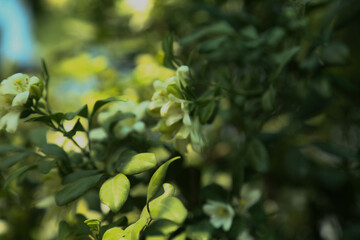 Fragrantful orange jessamine (Kamini) white flowers on the green tree. Close-up of wet white Madhu Kamini flowers in summer season
