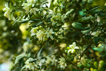 Fragrantful orange jessamine (Kamini) white flowers on the green tree. Close-up of wet white Madhu Kamini flowers in summer season
