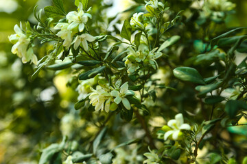 Obraz premium Fragrantful orange jessamine (Kamini) white flowers on the green tree. Close-up of wet white Madhu Kamini flowers in summer season 