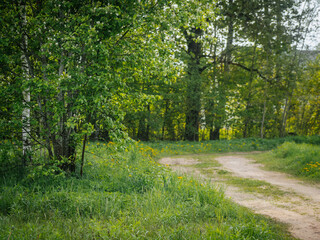 Fototapeta premium A rustic dirt path gently winds through a grassy area surrounded by dandelions and leads into a forest with dense green foliage. A natural and peaceful environment.