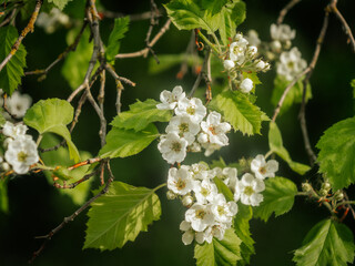 A close-up of delicate white flowers blooming on a branch with bright green leaves, shot in natural...