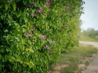 A dense green hedge with blooming lilac flowers borders a quiet country path in the soft daylight.