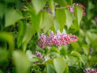 A cluster of bright lilac flowers peeks through dense green foliage, highlighting the delicate...