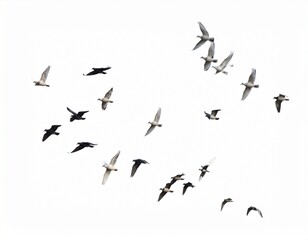 Fototapeta premium flock of birds