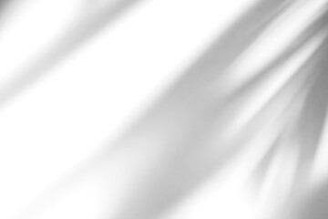 shadow overlay effects of realistic abstract natural tree leaves shadow on white wall...