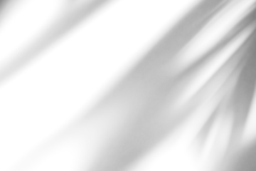 shadow overlay effects of realistic abstract natural tree leaves shadow on white wall background,Summer sunlight and shadow overlay effect,shadow for photo interior backdrop studio mockup