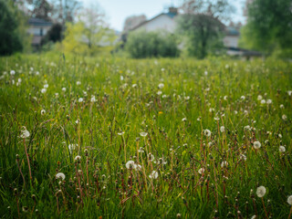 Obraz premium A lush meadow filled with dandelion seed heads stretches towards several farmhouses nestled among tall trees under a clear blue sky.