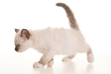 Cute sacred Birman kitten on white background