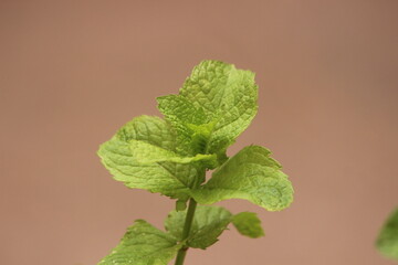 A close up of fresh mint, Green mint leaves © Oualid