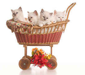 Group of sacred Birman kittens in a wicker stroller in front of a white background.