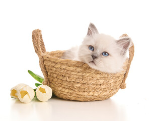 Adorable little kitten in a small wicker basket.