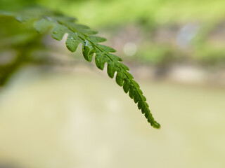 close up of fern leaf with water droplets