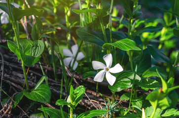 White Madagascar periwinkle Catharanthus roseus . Cape periwinkle, cemetery plant, Madagascar periwinkle, old maid, close up.